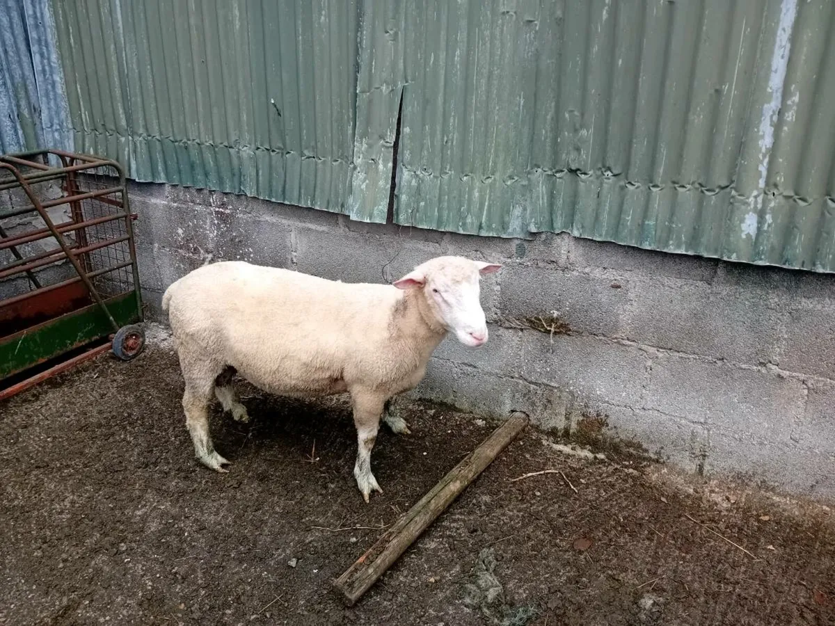 ☆☆☆hogget dorset rams☆☆☆ - Image 1