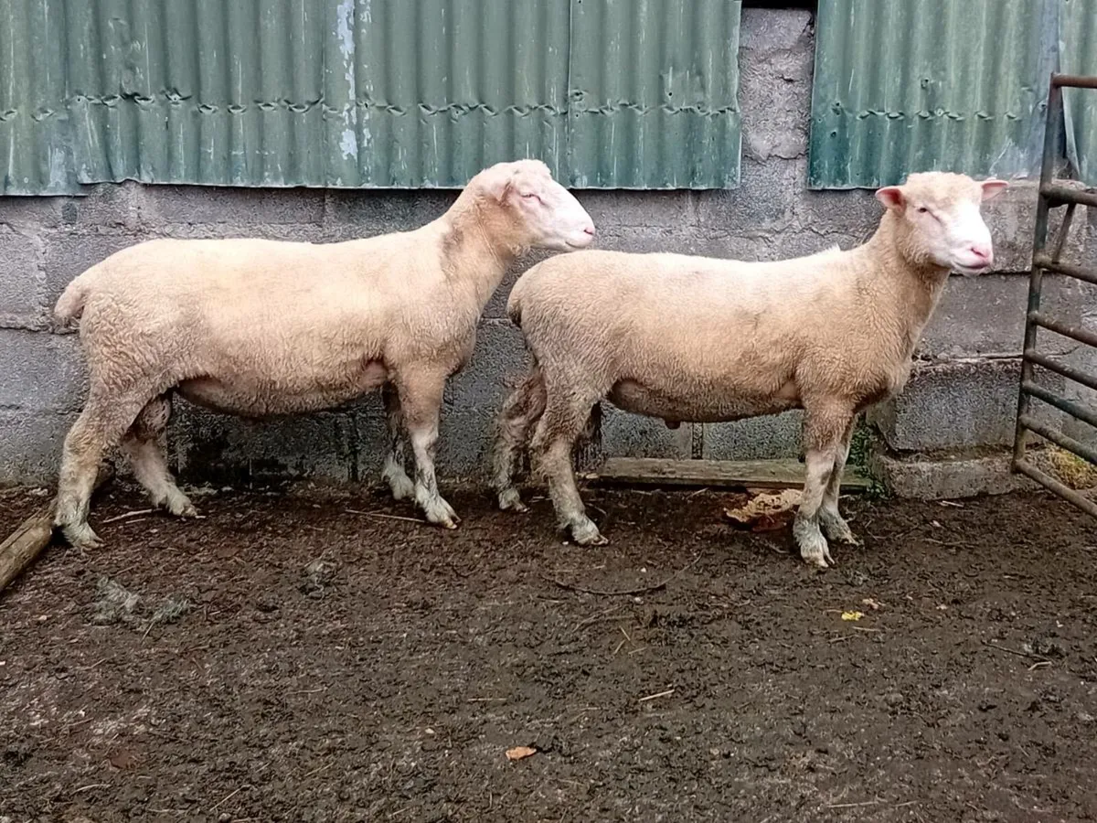 ☆☆☆hogget dorset rams☆☆☆ - Image 3
