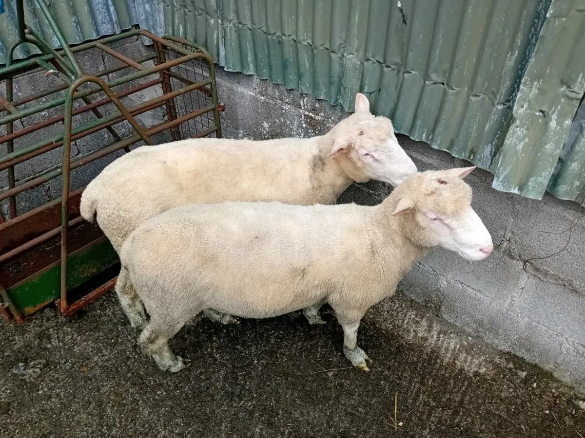 ☆☆☆hogget dorset rams☆☆☆ - Image 4
