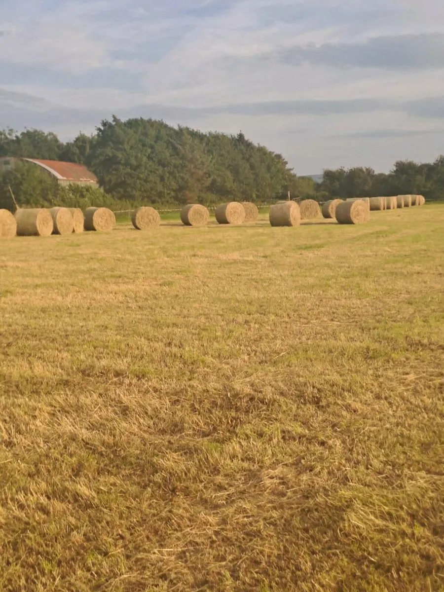 Round bales of Hay - Image 1