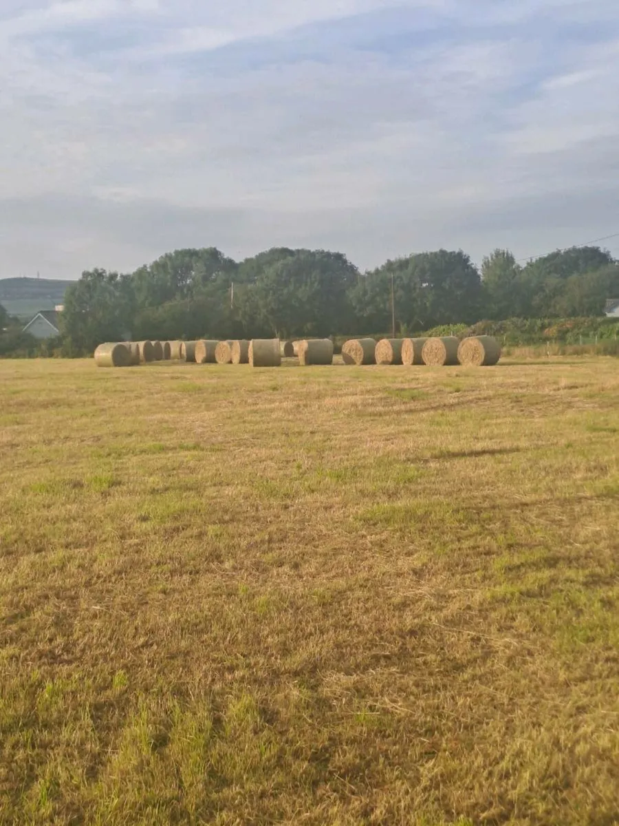 Round bales of Hay - Image 2