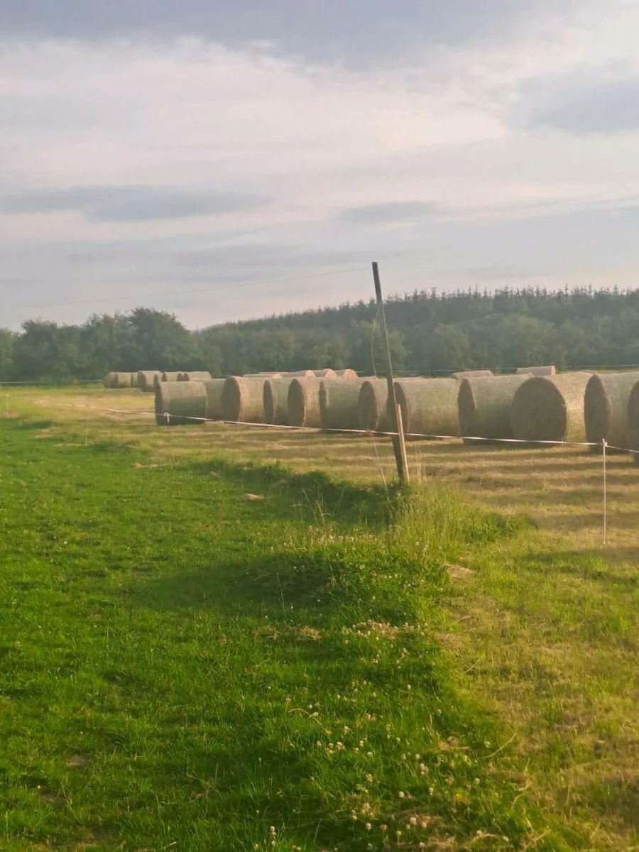 Round bales of Hay - Image 3