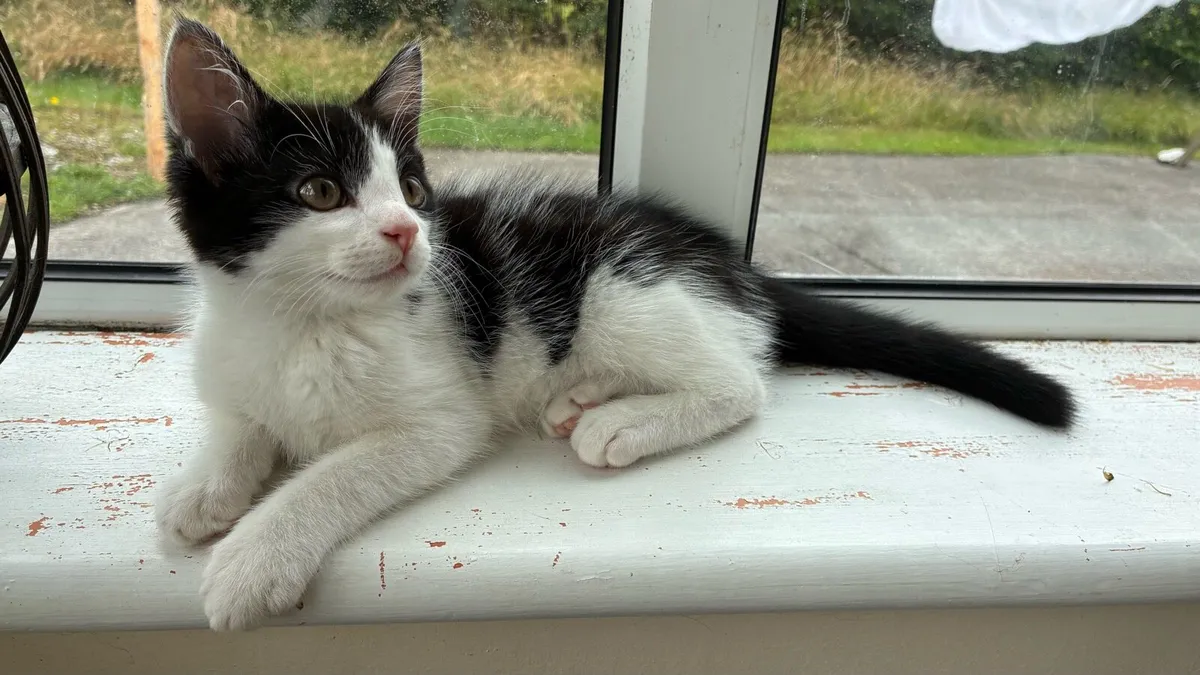 Litte kitten looking for new home - Image 1