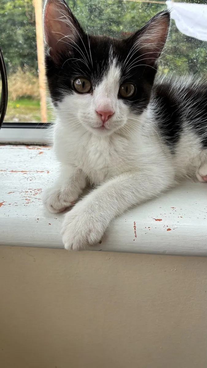 Litte kitten looking for new home - Image 2