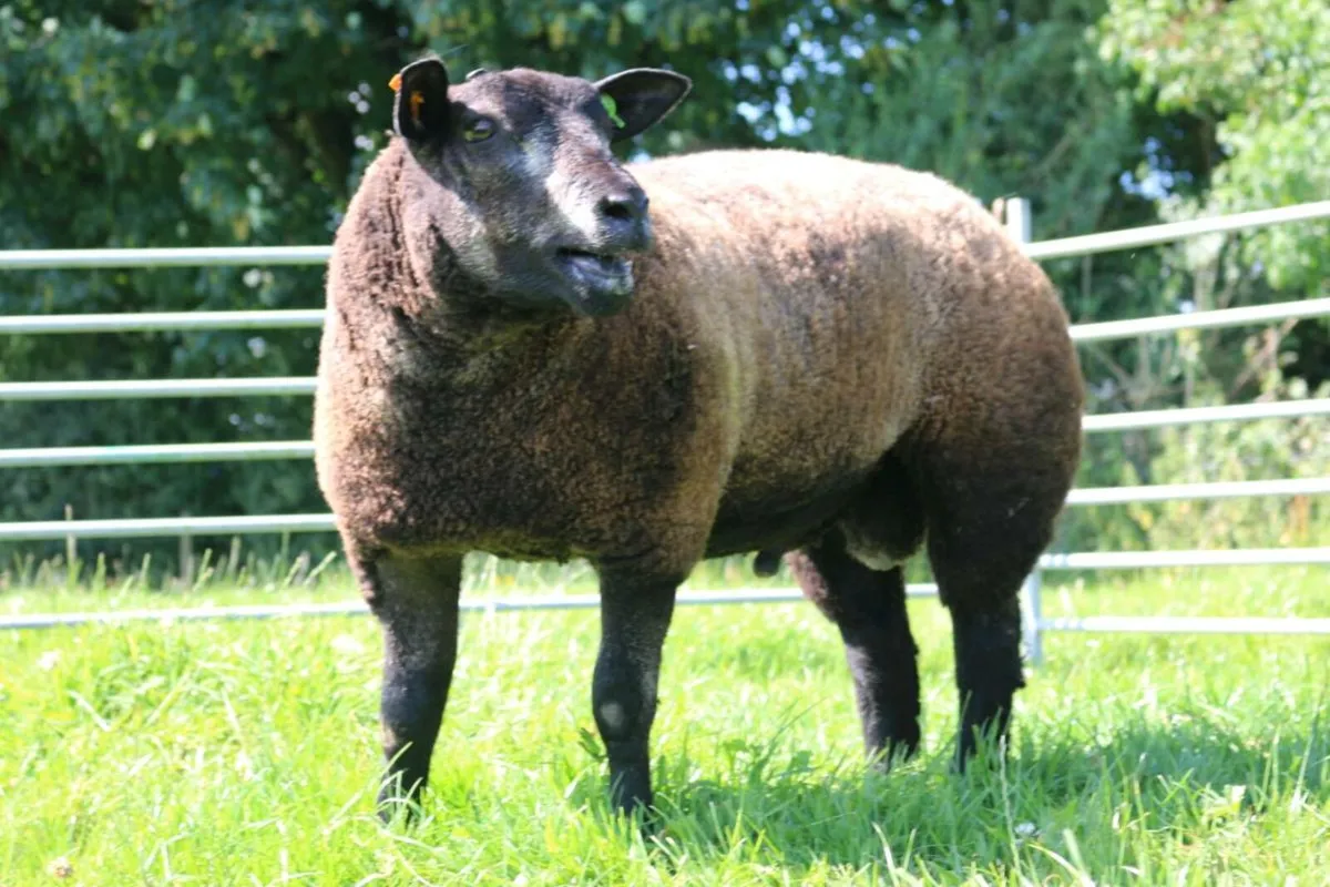 Blue Texel Ram Lamb - Image 1