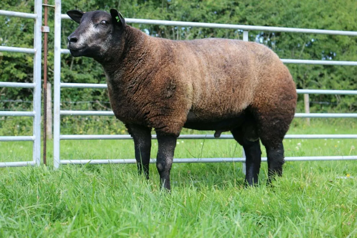 Blue Texel Ram Lamb - Image 2