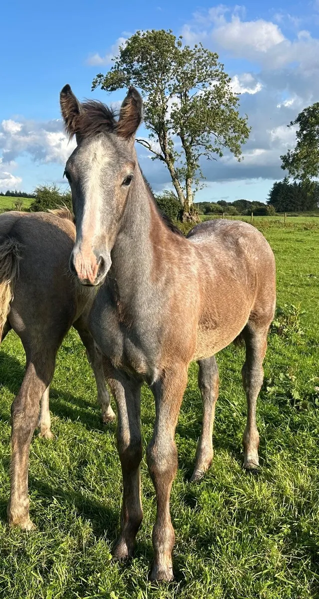 RID Colt Foal - Image 2