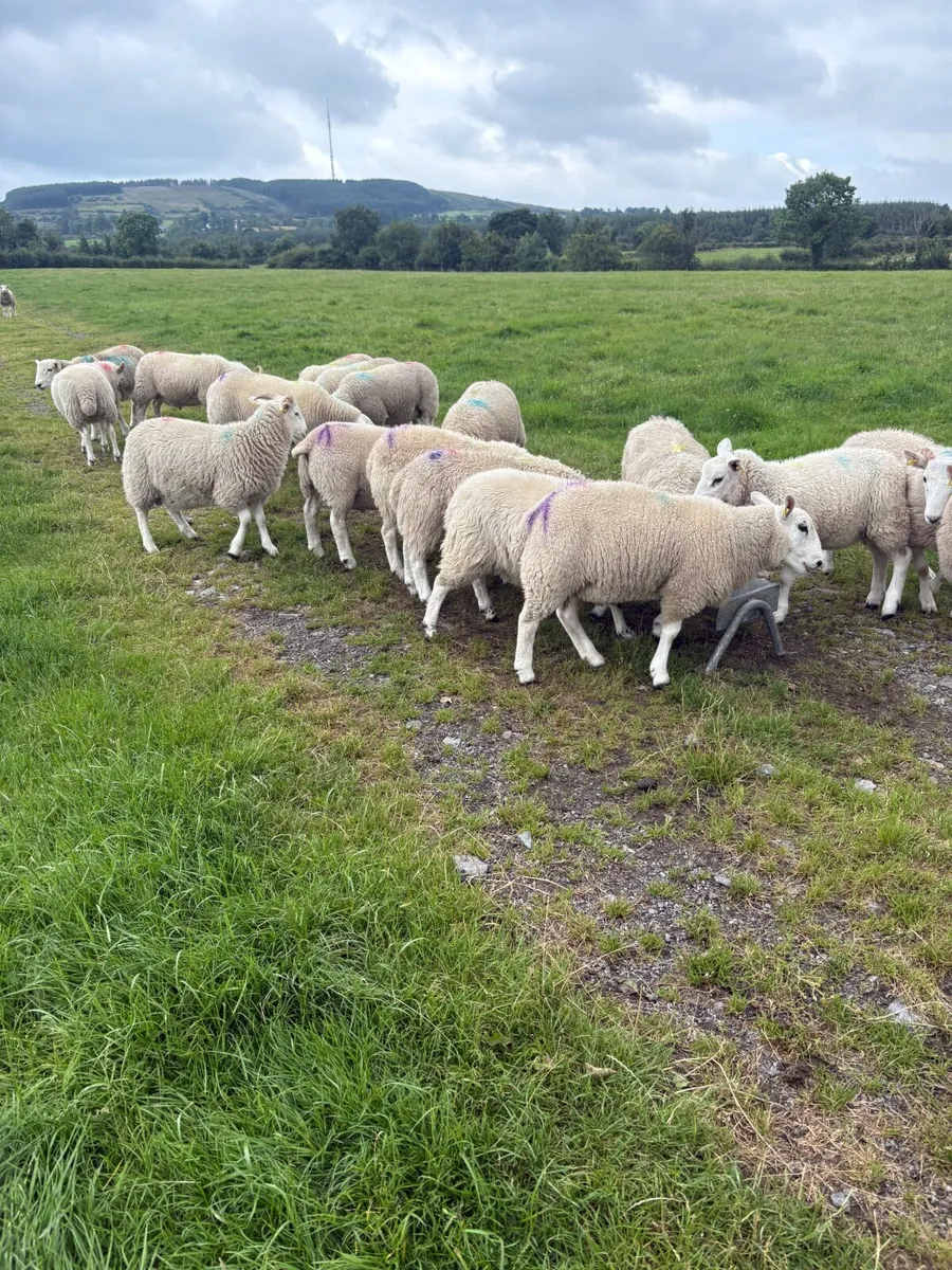 Store Lambs - Image 1