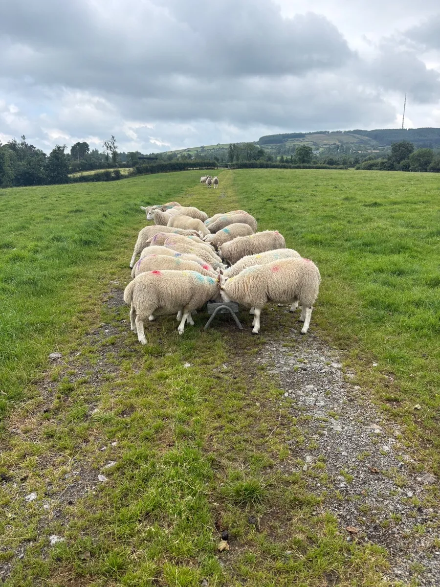 Store Lambs - Image 2