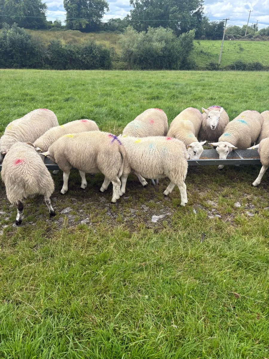 Store Lambs - Image 3