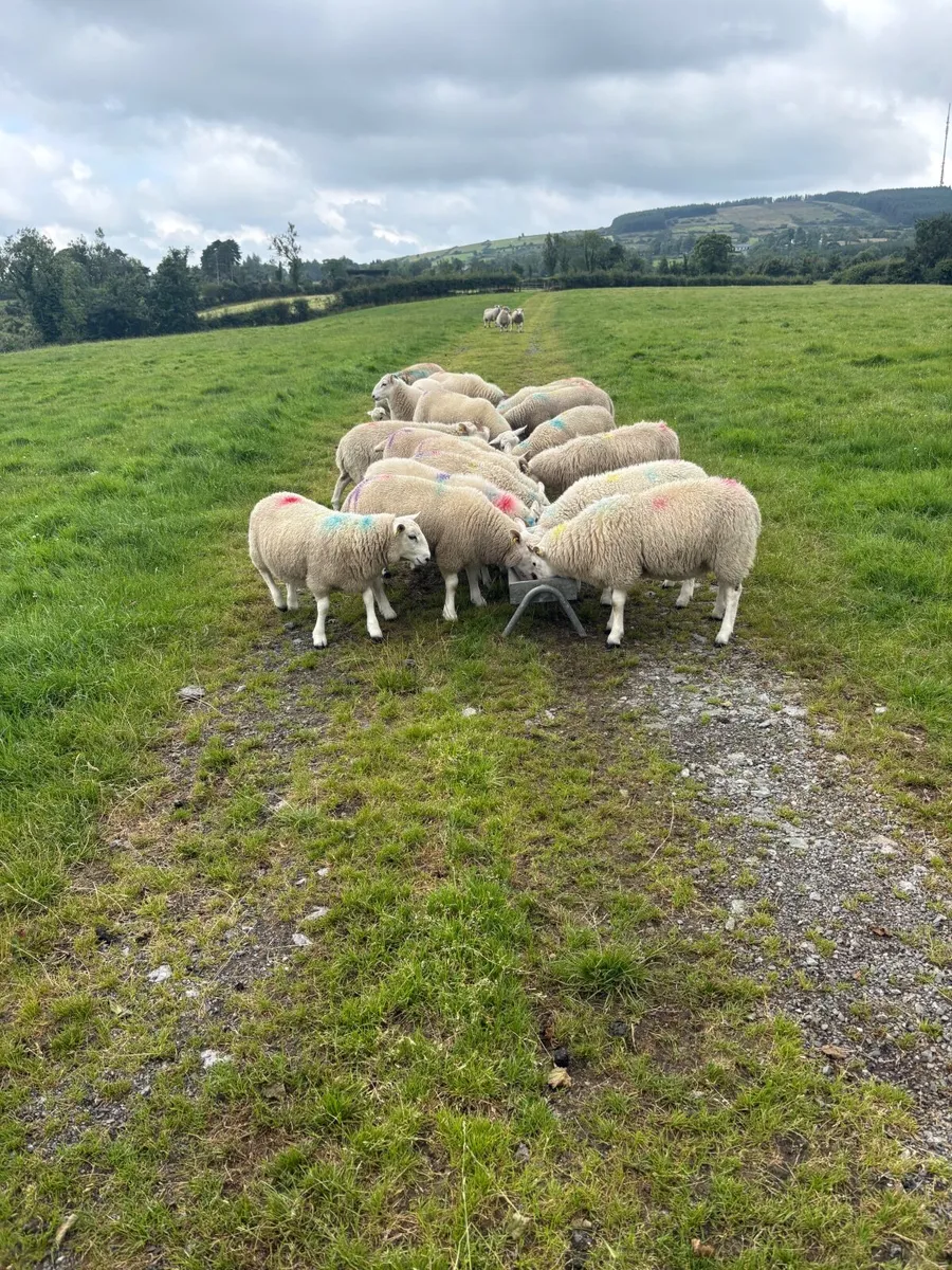 Store Lambs - Image 4