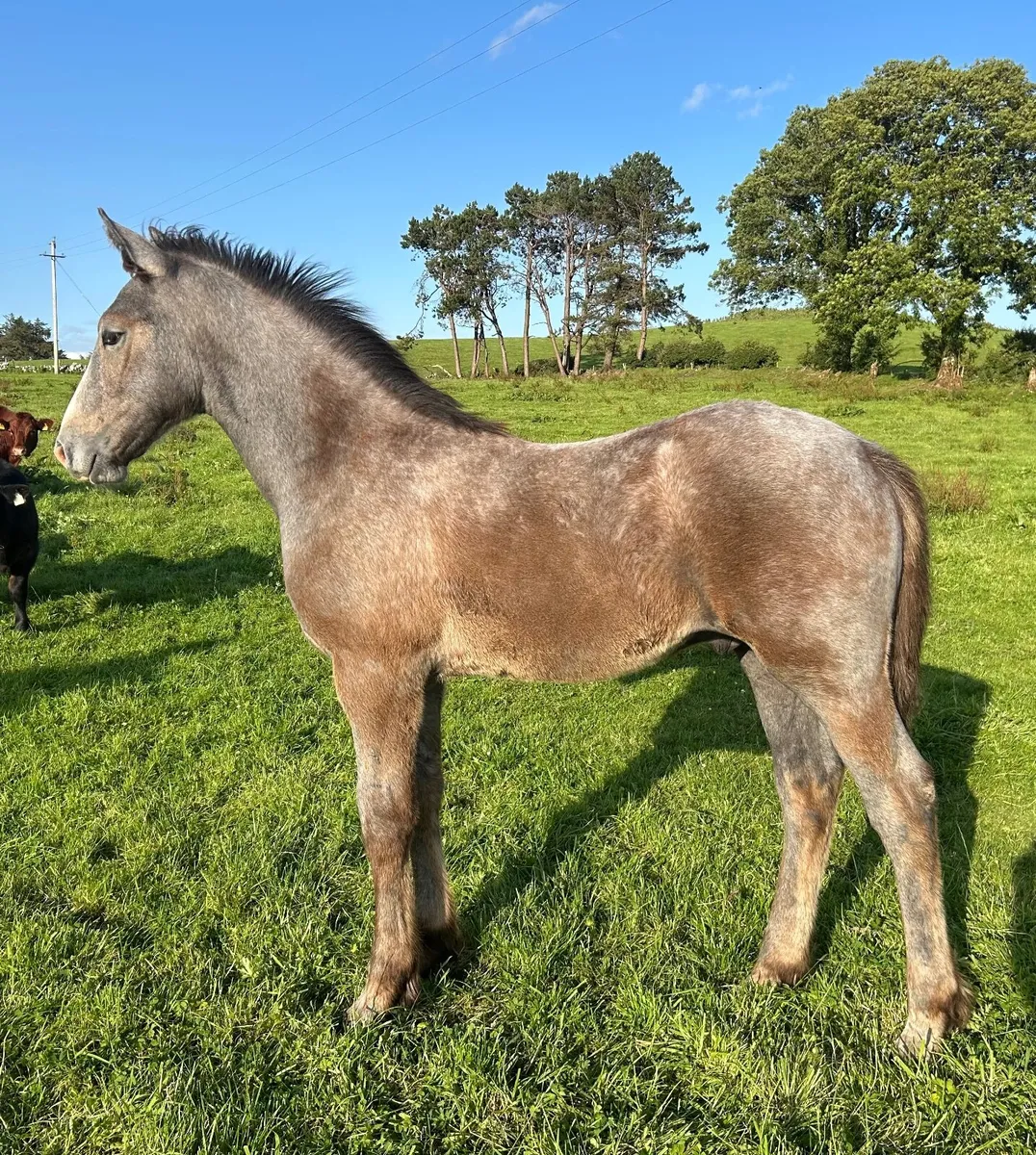 RID Colt Foal - Image 1
