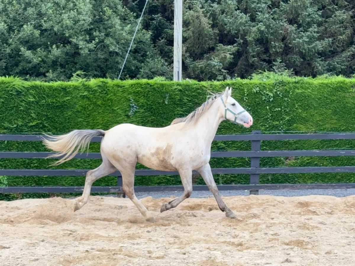 Gelding by Coolfin Dynamite. - Image 3