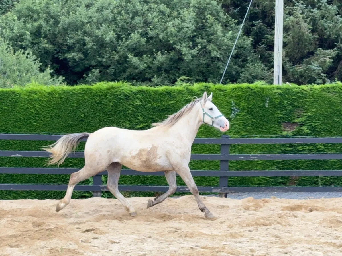 Gelding by Coolfin Dynamite. - Image 4