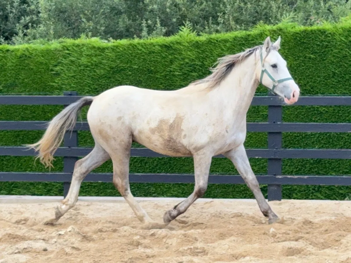 Gelding by Coolfin Dynamite. - Image 1