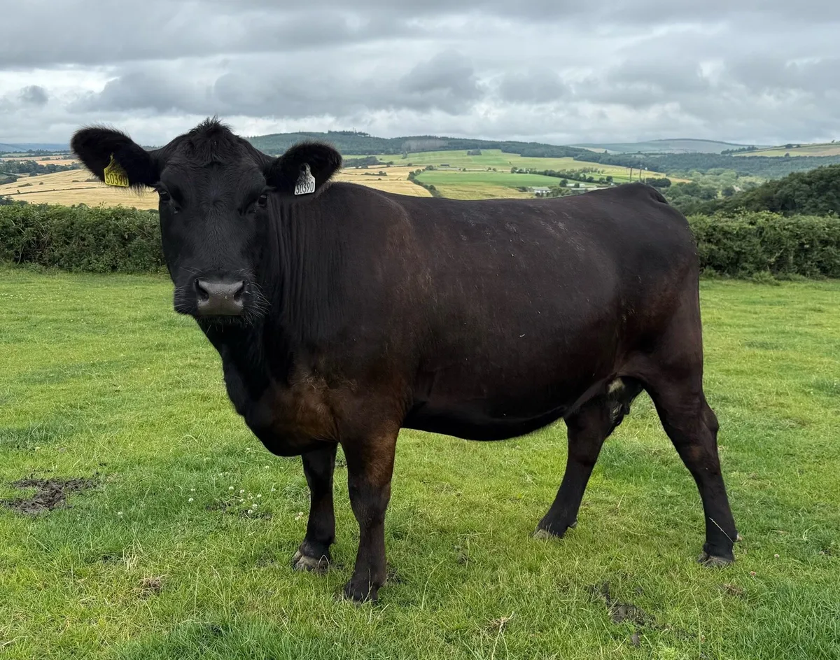 Pedigree Angus Cows with heifer calves at foot - Image 1