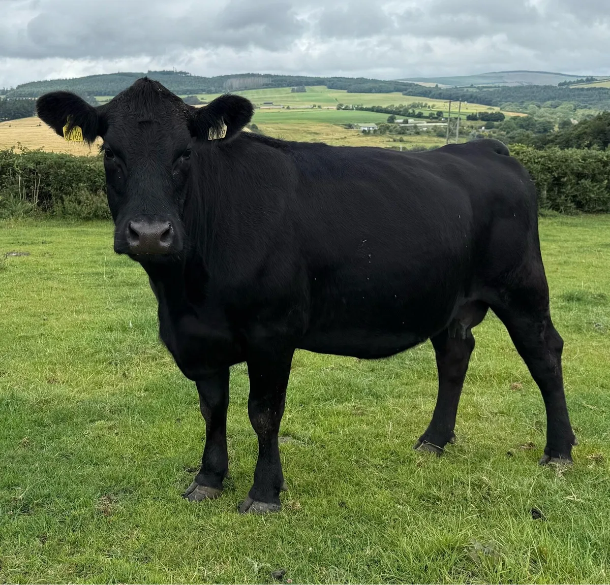 Pedigree Angus Cows with heifer calves at foot - Image 2