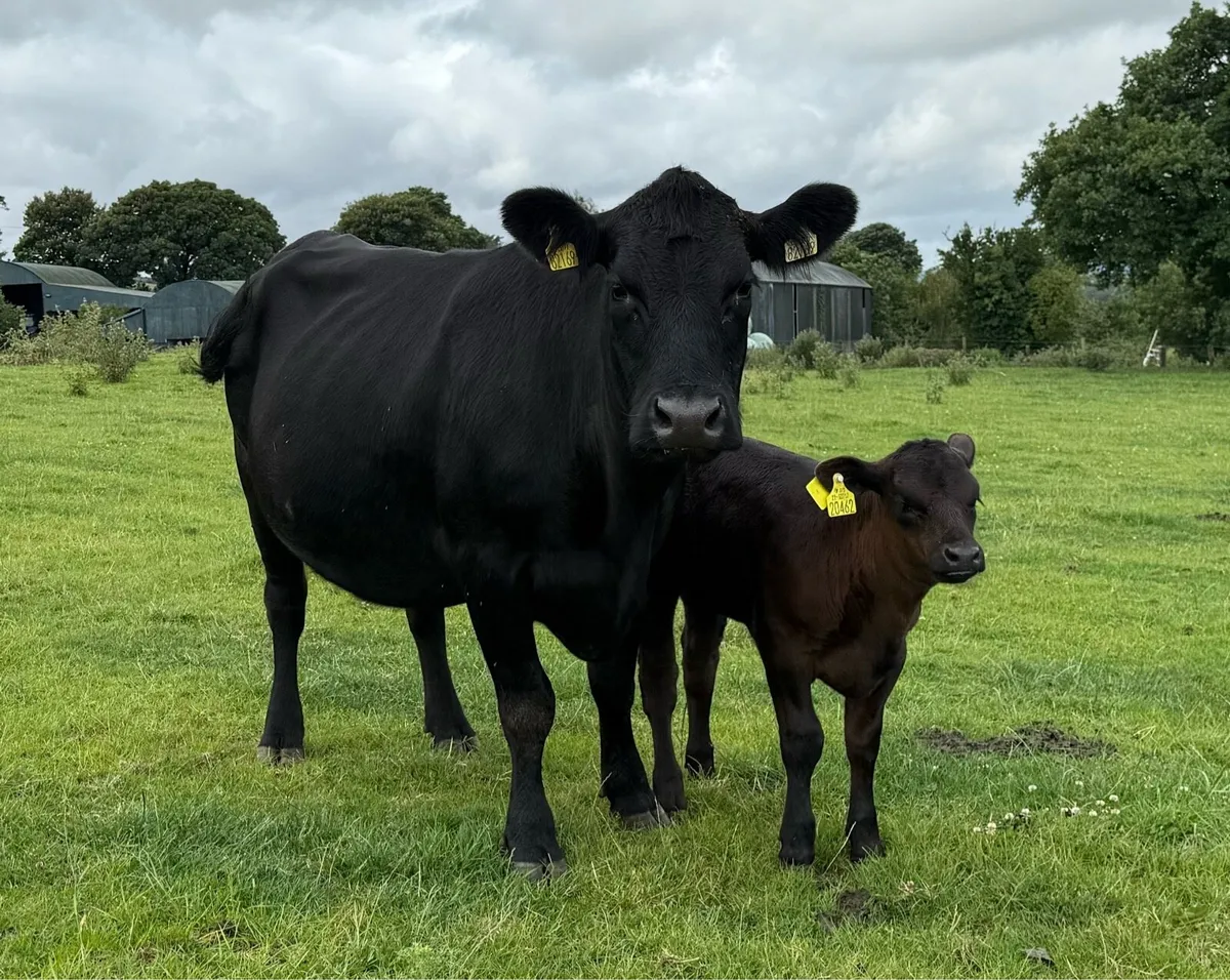 Pedigree Angus Cows with heifer calves at foot - Image 3