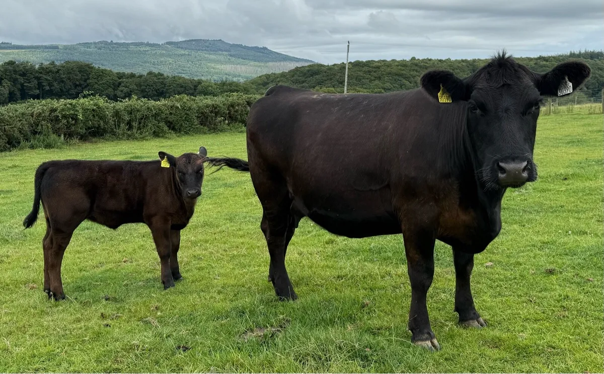 Pedigree Angus Cows with heifer calves at foot - Image 4