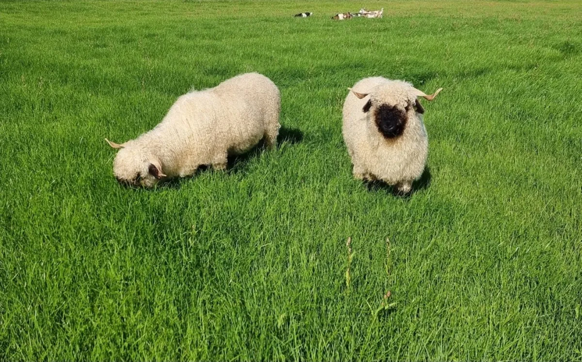 Pedigree Valais Blacknose Ewes - Image 1