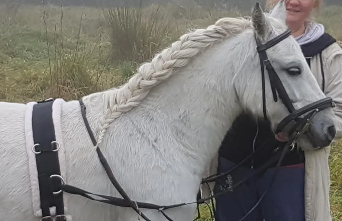 Pony - Image 1