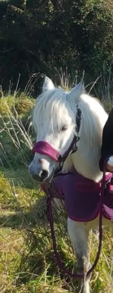 Pony - Image 2