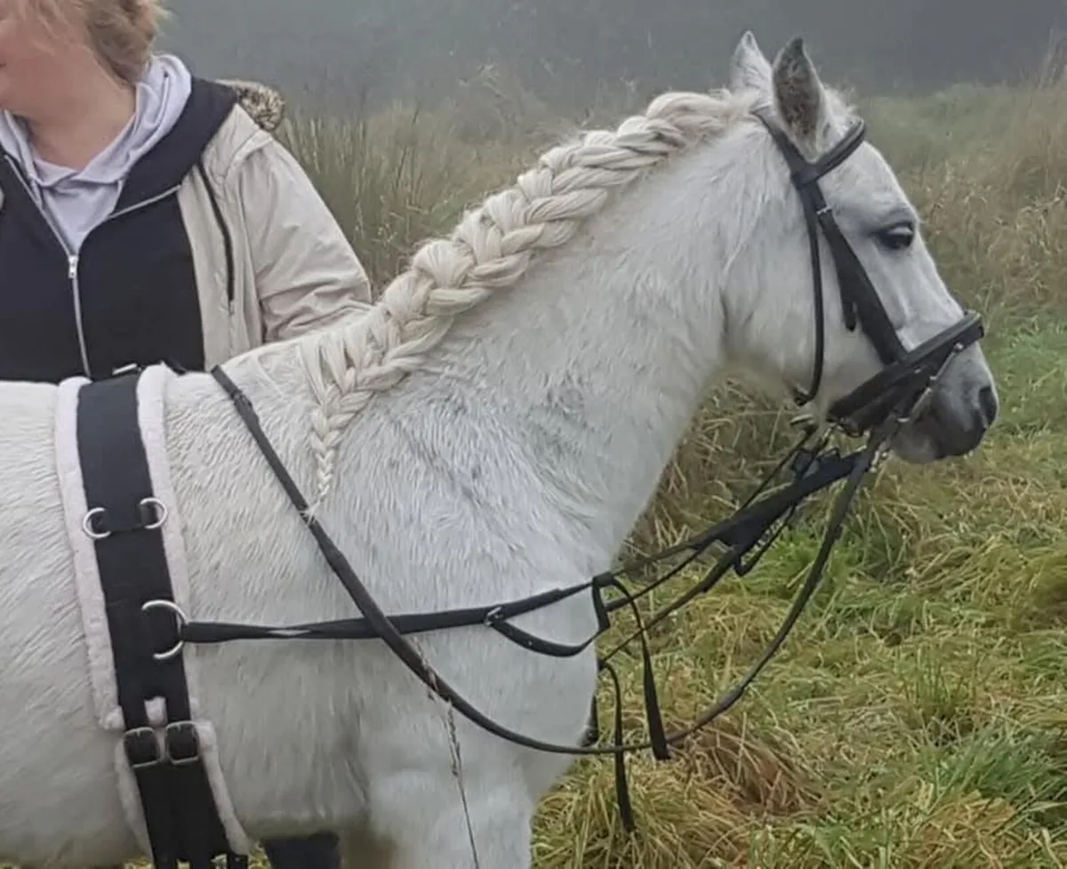Pony - Image 3