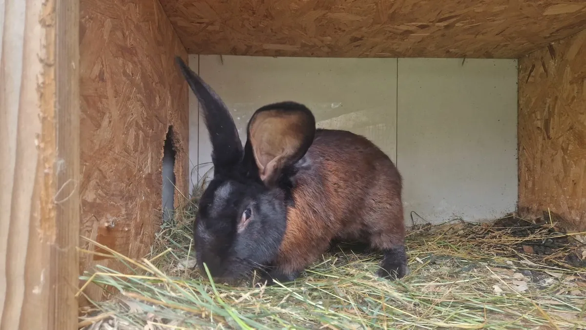 Flemish Giant Rabbits - Image 2