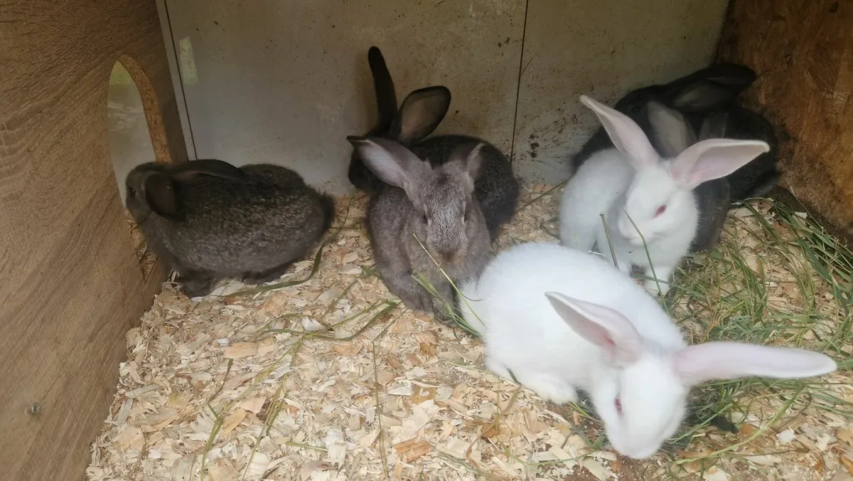 Flemish Giant Rabbits - Image 1