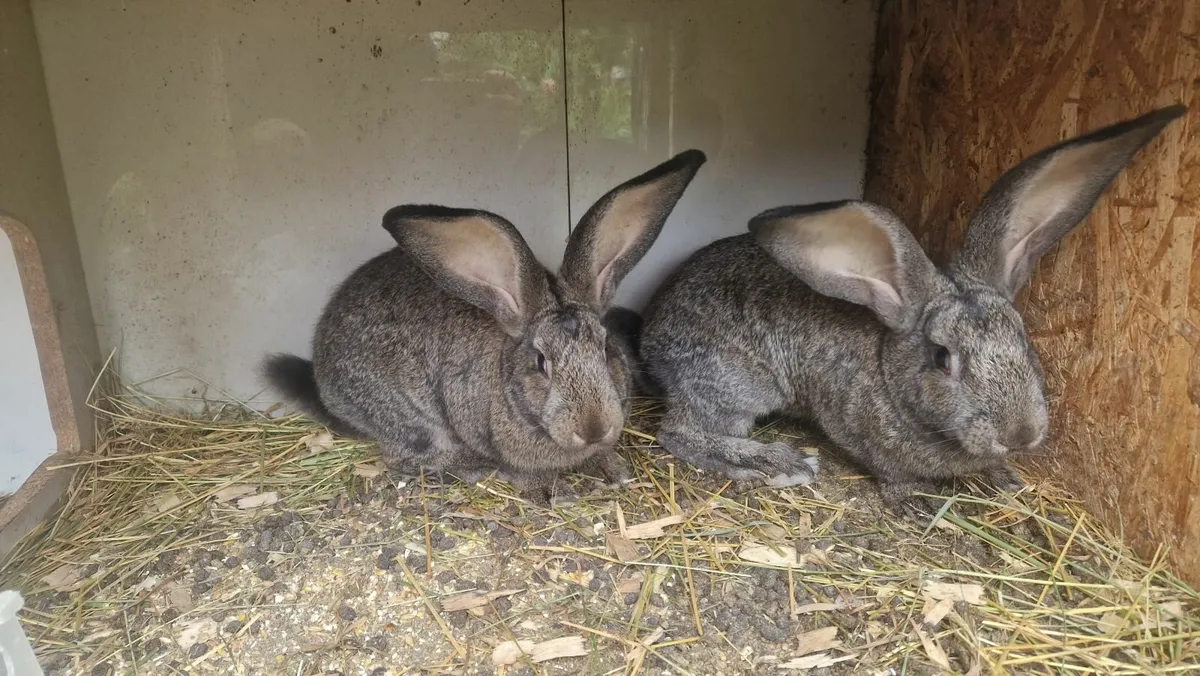 Flemish Giant Rabbits - Image 3