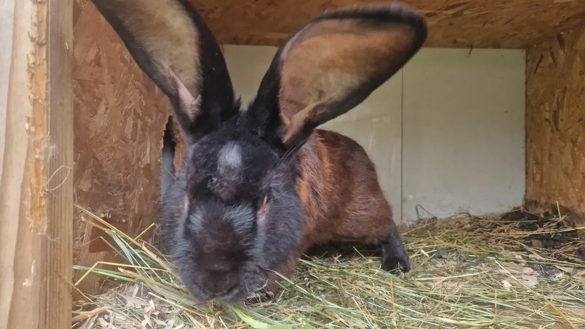 Flemish Giant Rabbits - Image 4