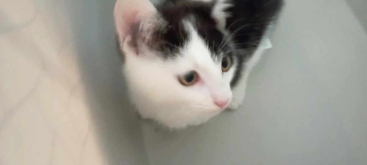 Male kitten black and white - Image 1