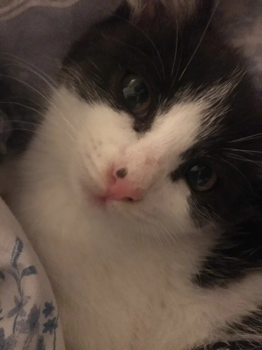 Male kitten black and white - Image 2
