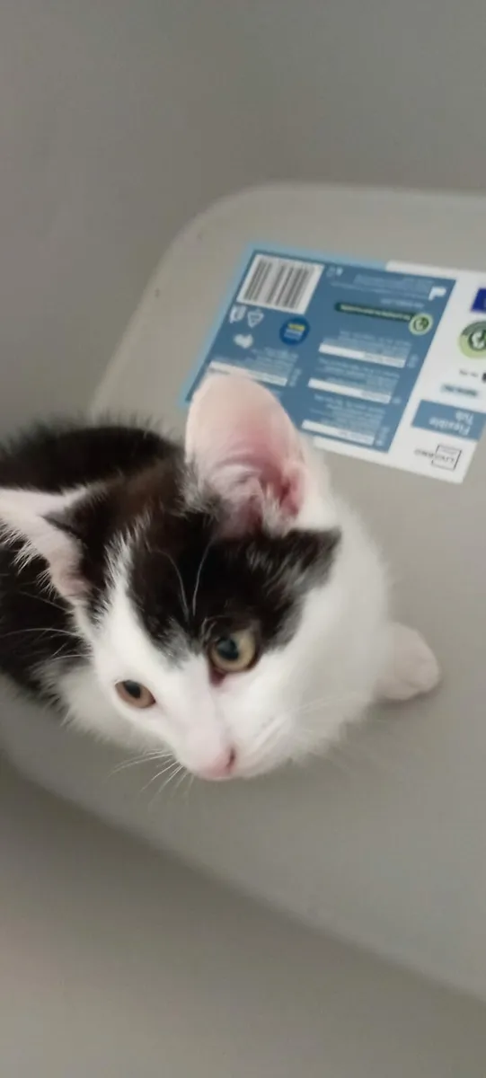Male kitten black and white - Image 3