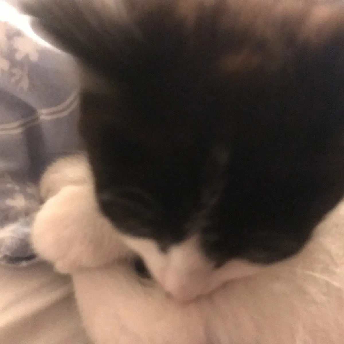 Male kitten black and white - Image 4