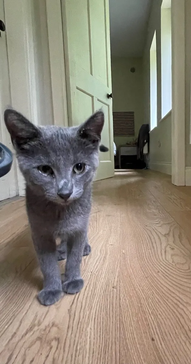 Russian Blue kitten - Image 3