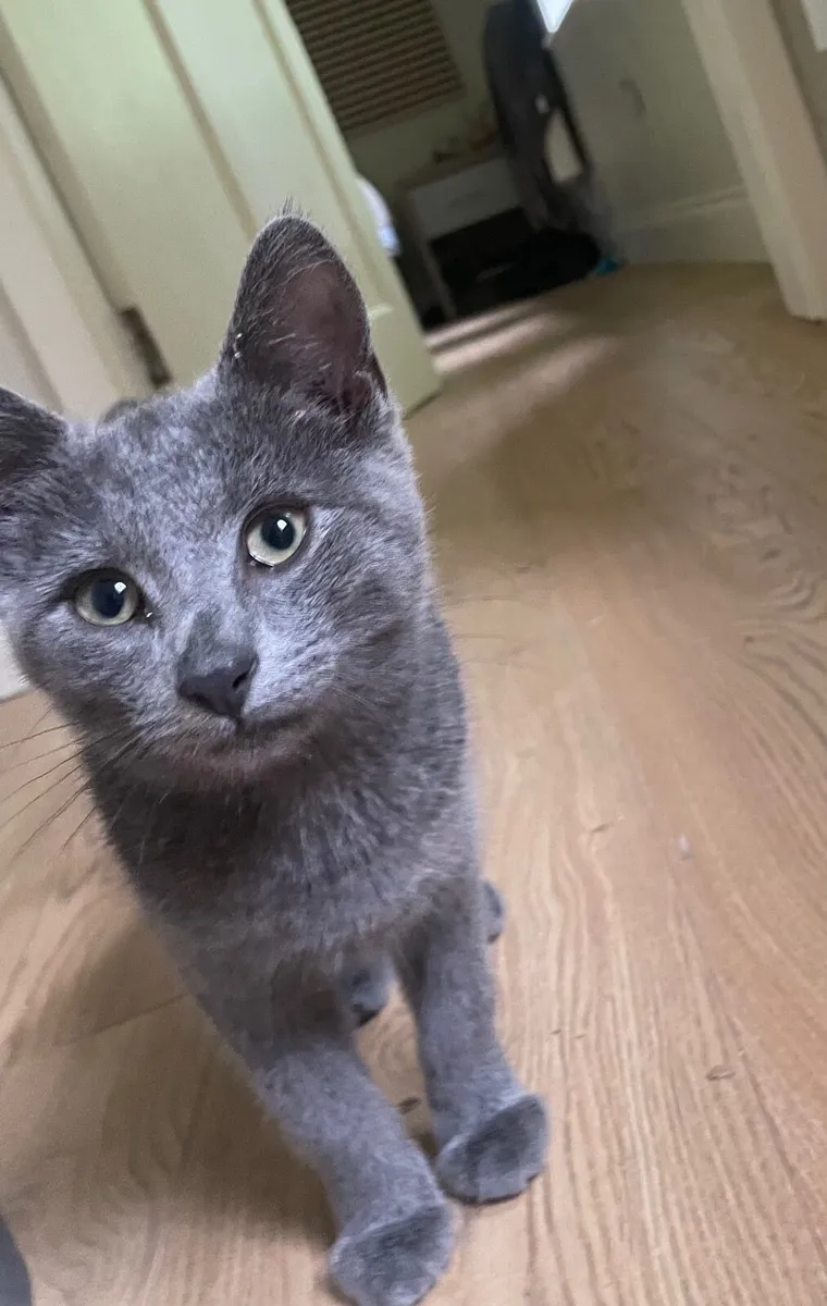 Russian Blue kitten - Image 2