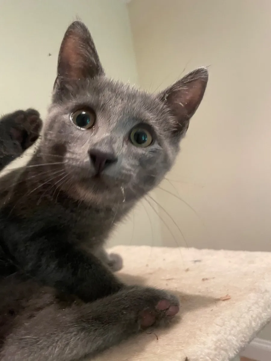 Russian Blue kitten - Image 4