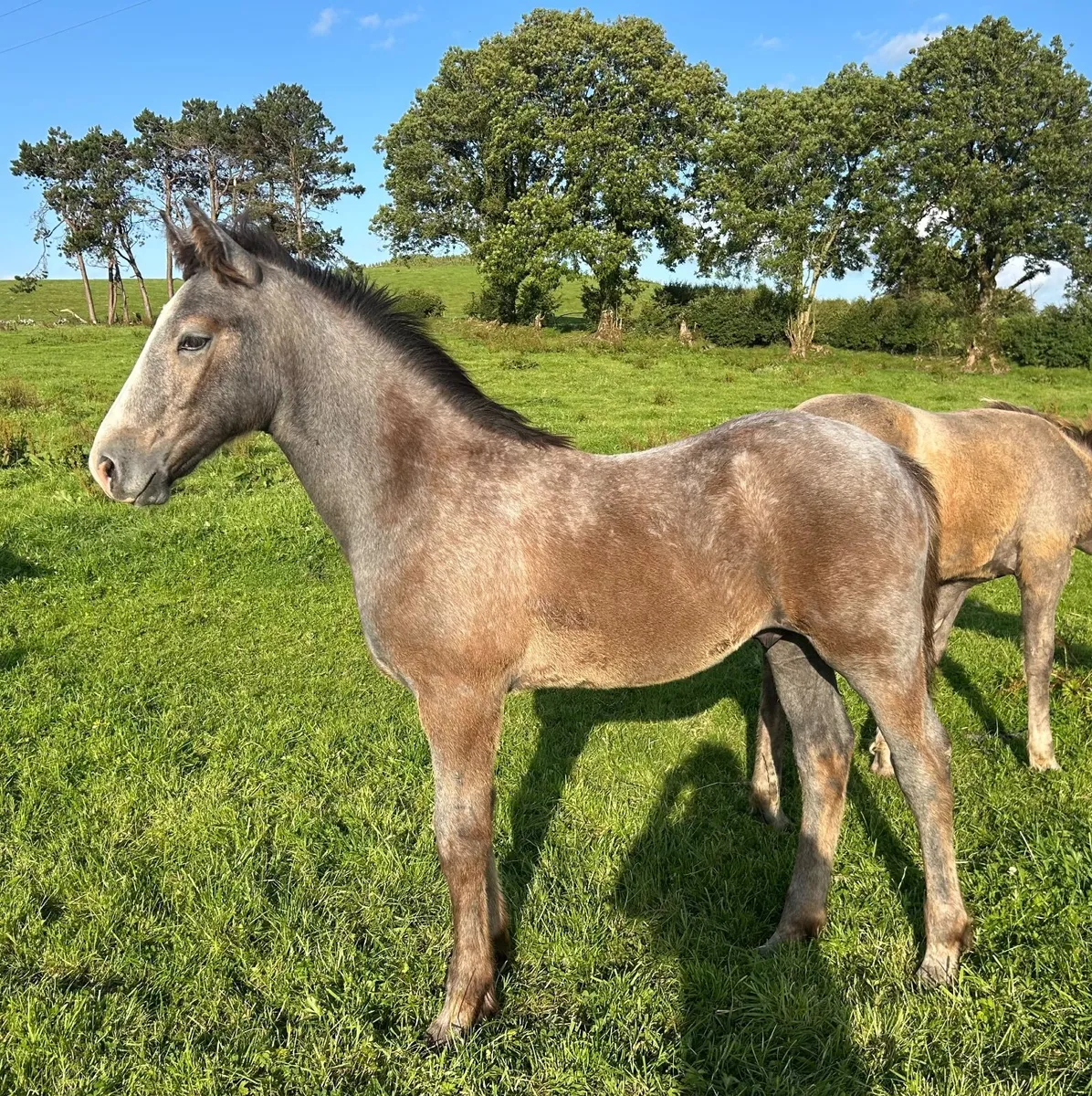 RID Colt Foal - Image 3