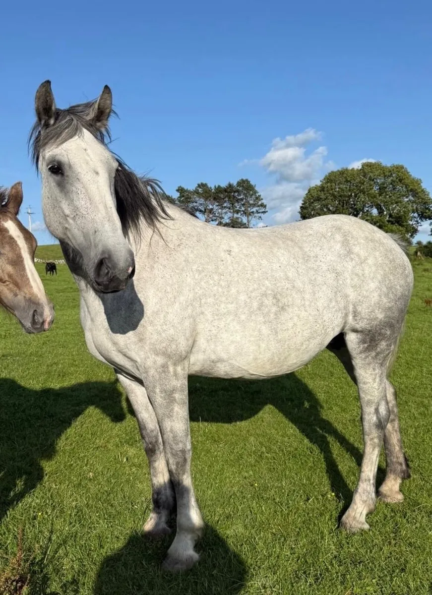 RID Colt Foal - Image 4