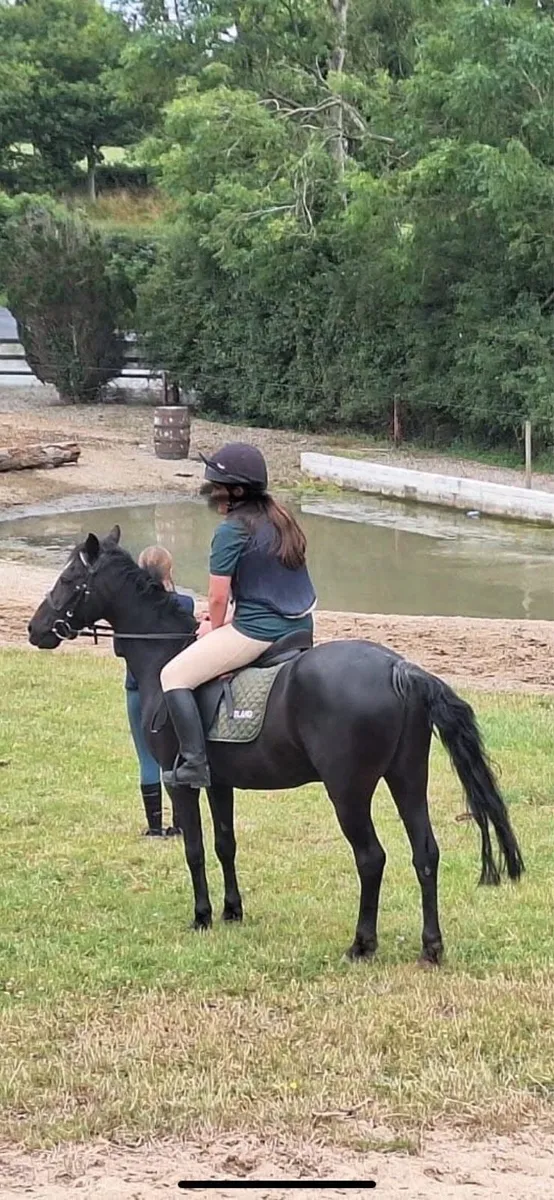 Welsh pony - Image 1