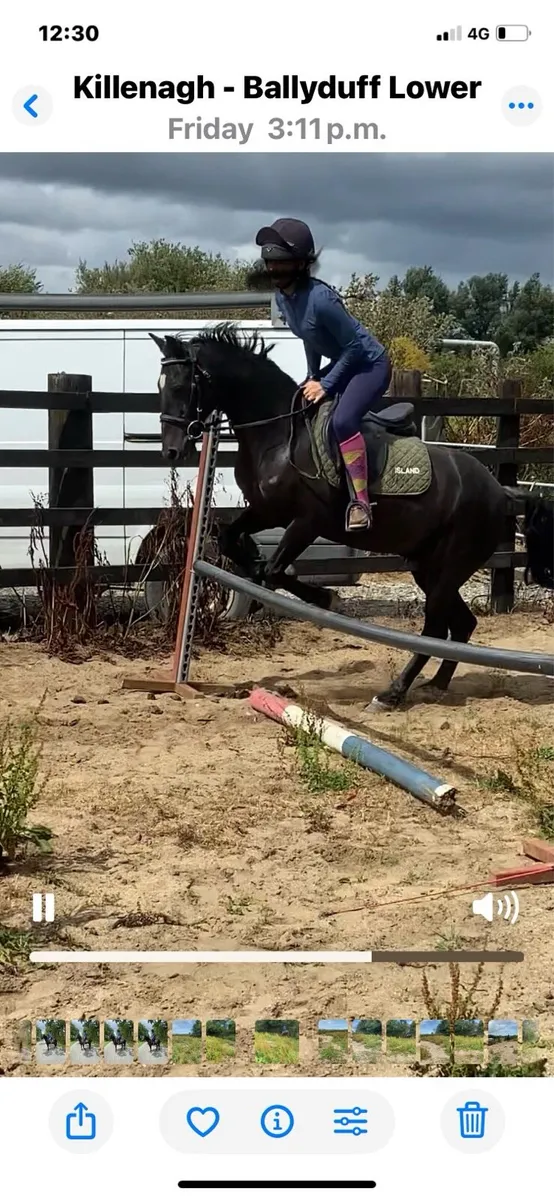 Welsh pony - Image 2