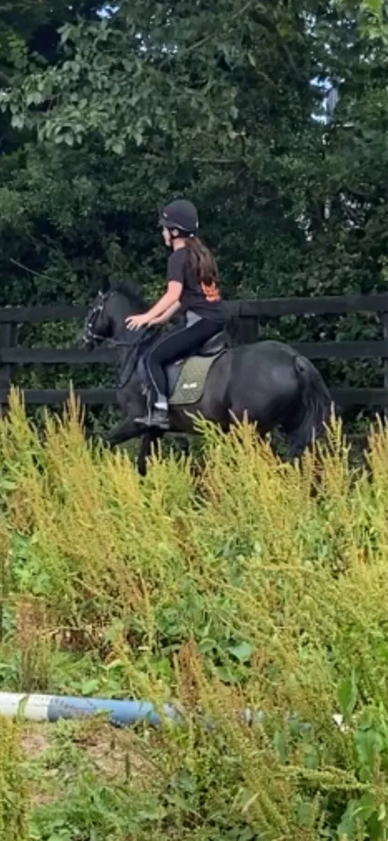 Welsh pony - Image 3