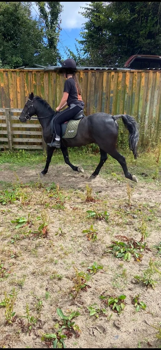 Welsh pony - Image 4
