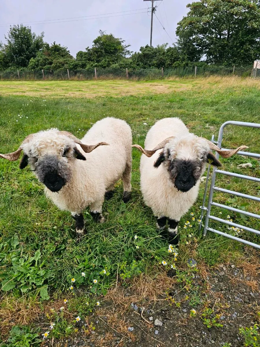 Pedigree Valais Blacknose Ewes - Image 2
