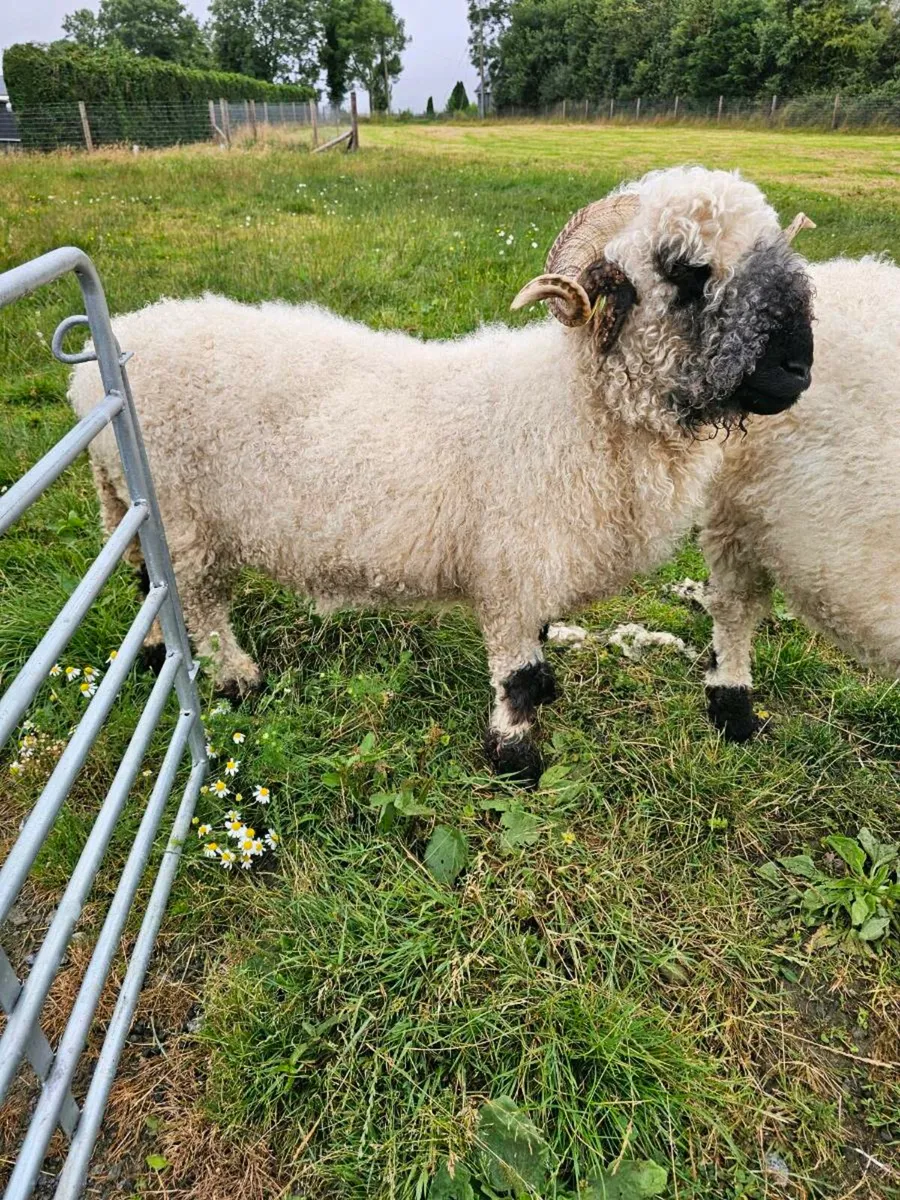 Pedigree Valais Blacknose Ewes - Image 3
