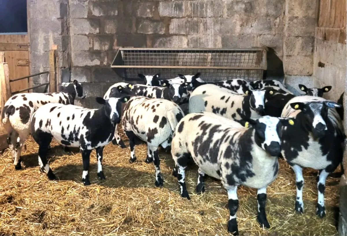 Pedigree Dutch Spotted Ewe & SIS Ram Lambs - Image 2