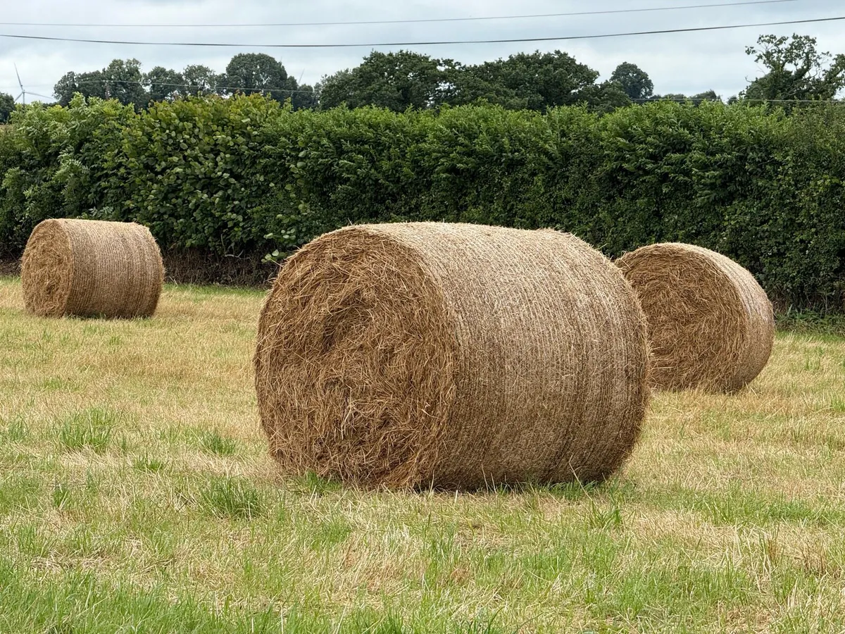 Bales of Hay - Image 1