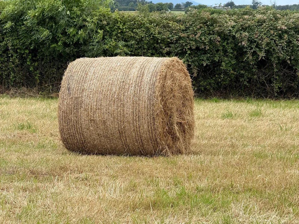 Bales of Hay - Image 2