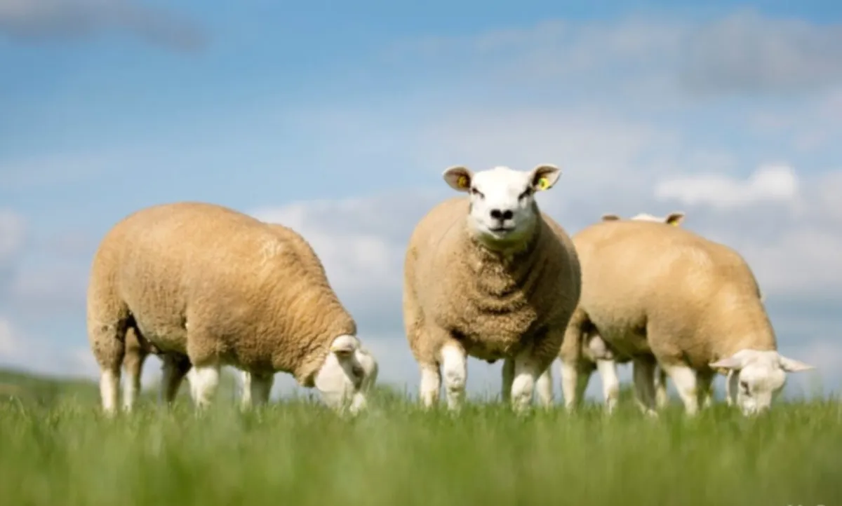 Grazing for lambs wanted